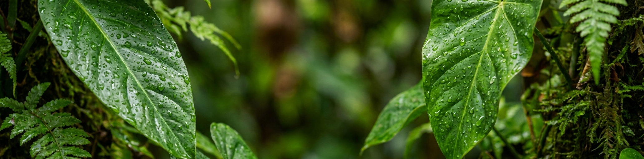 PLAN REGIONAL DE COMPETITIVIDAD Y PRODUCTIVIDAD DE AMAZONAS